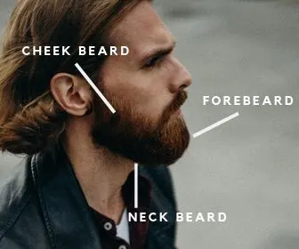 anatomy of a beard