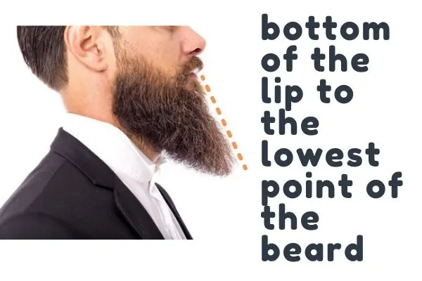 diagram showing how to measure beard length